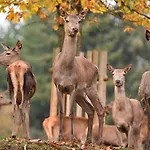 Schoene Mitten Im Pfaelzerwaldgebiet Leimen (Palatinate)