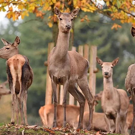 Schoene Mitten Im Pfaelzerwaldgebiet Leimen (Palatinate)