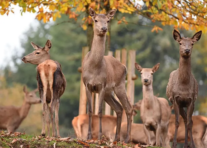 Schoene Mitten Im Pfaelzerwaldgebiet Leimen (Palatinate)